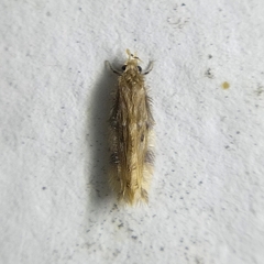 Hydroptilidae