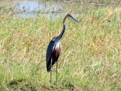 Ardea goliath