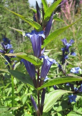 Gentiana asclepiadea