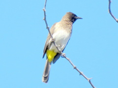 Pycnonotus barbatus tricolor