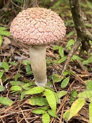 Boletellus ananas