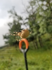 Araneus trifolium