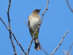 Pycnonotus barbatus tricolor