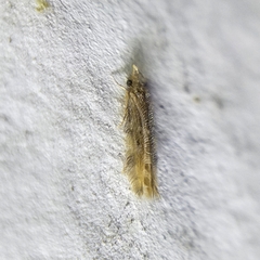 Hydroptilidae