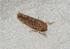 Osbornellus clarus