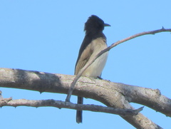 Pycnonotus barbatus tricolor