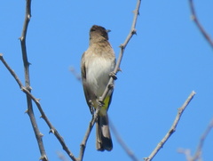 Pycnonotus barbatus tricolor