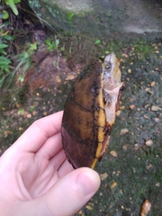 Sternotherus odoratus