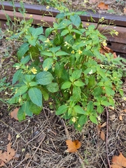 Impatiens parviflora