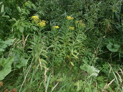 Senecio sarracenicus