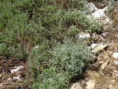Artemisia caerulescens