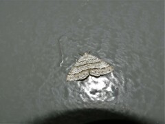 Perizoma parallelolineatum