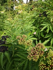 Sambucus ebulus