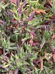 Ruschieae