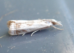 Microcrambus elegans