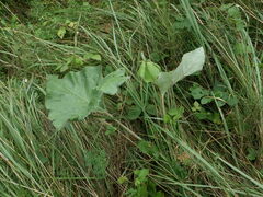 Petasites spurius