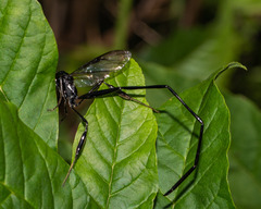 Pelecinus polyturator