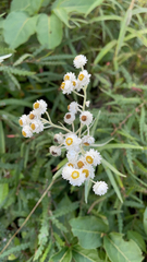 Anaphalis margaritacea