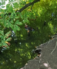 Aix galericulata