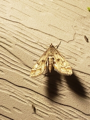 Parapoynx obscuralis