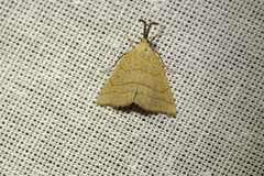 Polypogon tentacularia