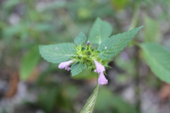 Galeopsis tetrahit