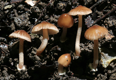 Inocybe subradiata