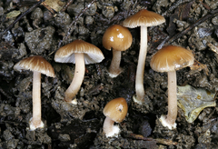Inocybe subradiata