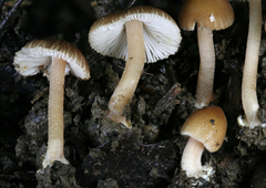 Inocybe subradiata