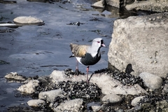 Vanellus chilensis