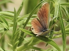 Papilionoidea