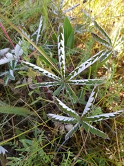 Potentilla pulcherrima