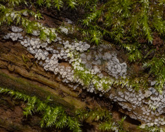 Ceratiomyxa
