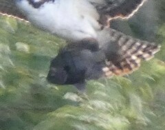 Lepomis macrochirus purpurascens
