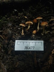 Inocybe subradiata