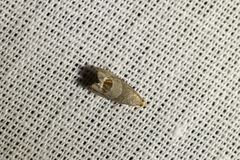 Notocelia uddmanniana