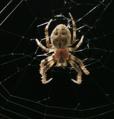 Larinioides sclopetarius