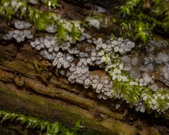 Ceratiomyxa