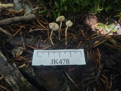 Agaricales