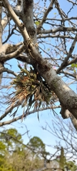 Tillandsia tricholepis