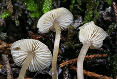 Agaricales