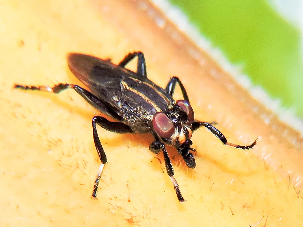 Ropalomeridae