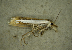 Crambus watsonellus