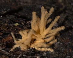 Arcyria obvelata