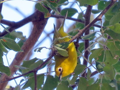 Zosterops anderssoni anderssoni