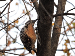 Dryobates scalaris