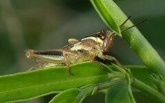 Paroxya