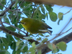 Zosterops anderssoni anderssoni