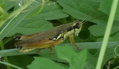 Paroxya atlantica