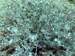 Cladonia amaurocraea